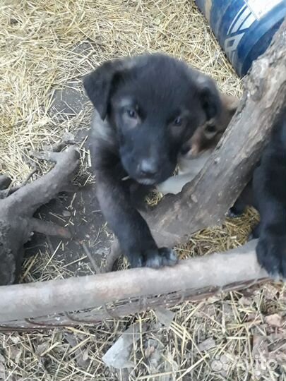 Отдам в добрые руки
