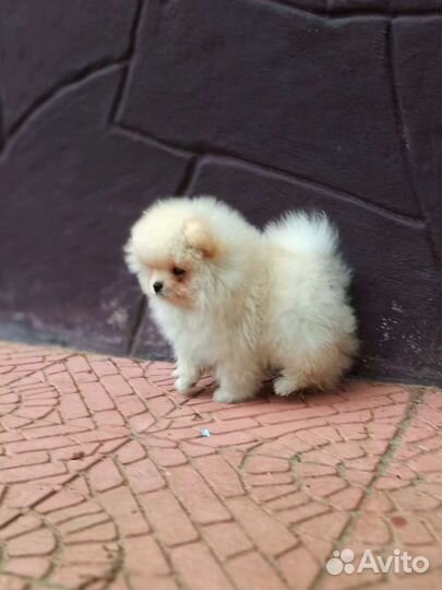 Кремовый мальчишка РКФ