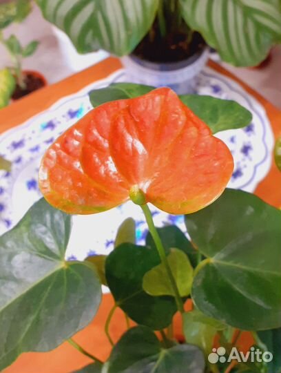 Антуриум детки