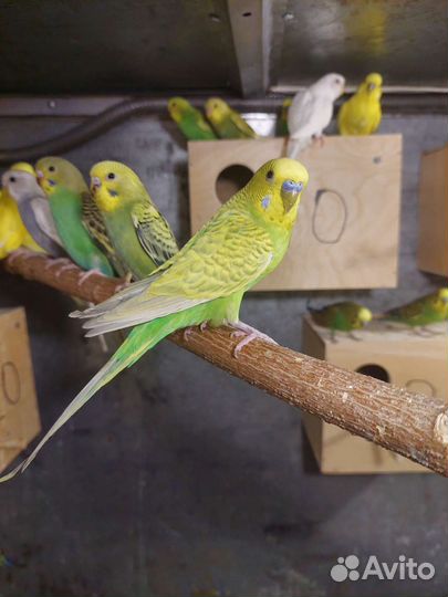 Волнистые попугаи ручные (самки)