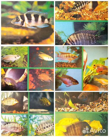 Набор открыток - Пестрый мир аквариума