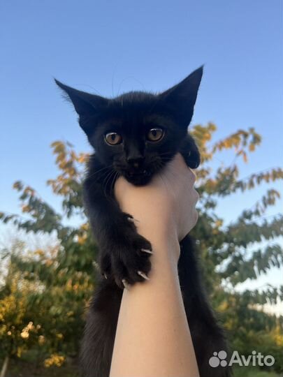 Котята в дар