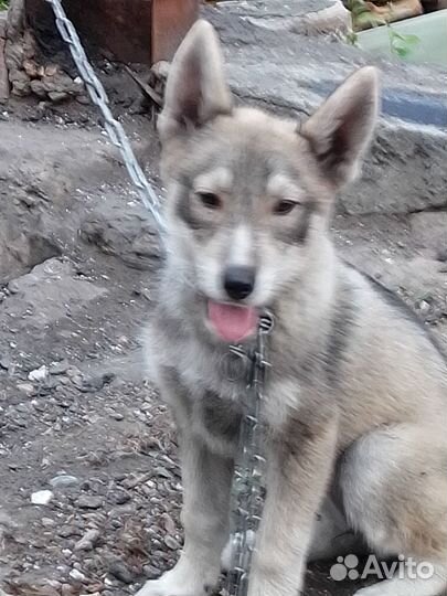 Отдам бесплатно щенков.папа-хаски,мама-дворянка