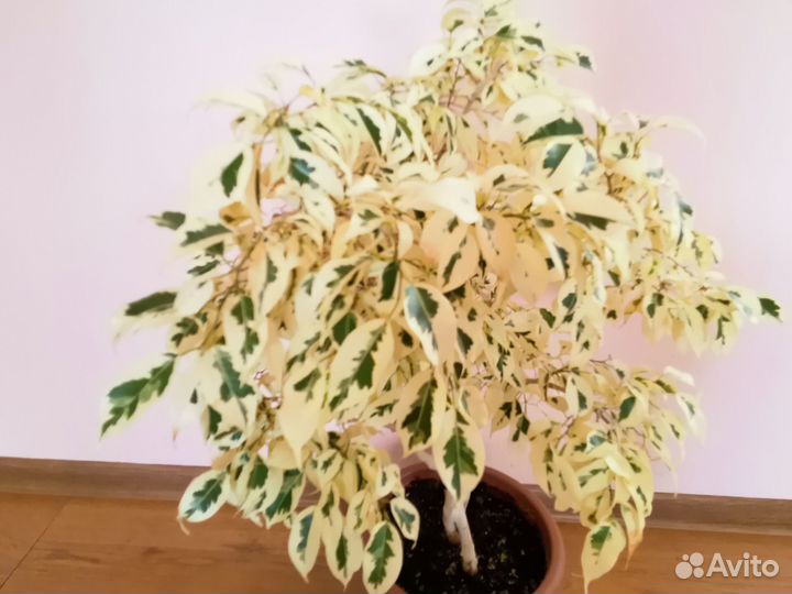 Фикус де Гантель