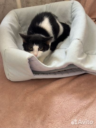 Котенок девочка ищет дом