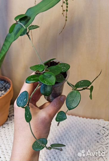 Хойя в ассортименте