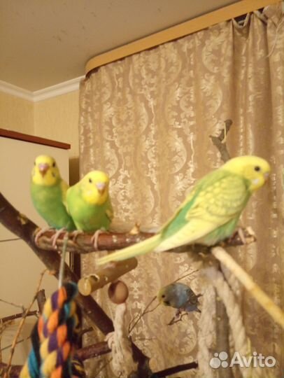 Птенцы волнистый попугай