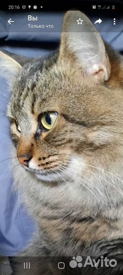 Кот-ловелас