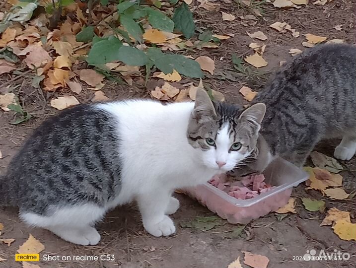 Бесплатно, Отдам в добрые руки котят