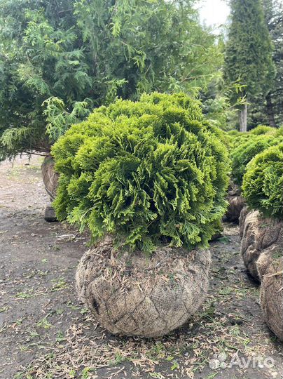 Туя шаровидная даника