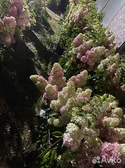 Гортинзии радостные