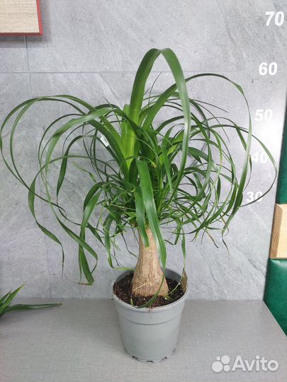 Пальма нолина