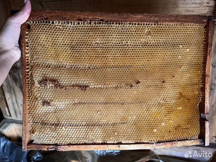 Рамка сушь для пчел