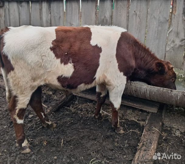 Коровы дойные молочные