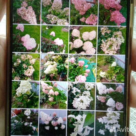 Гортензия метельчатая