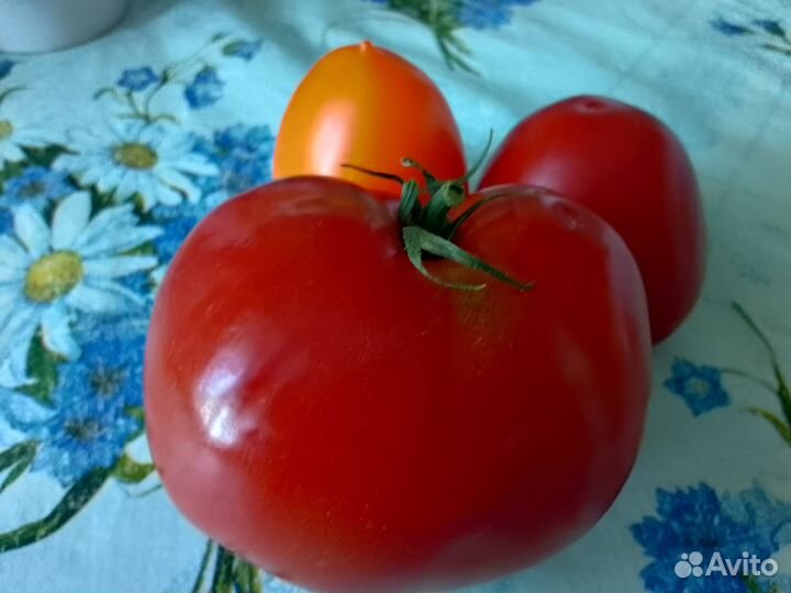 Семена помидор