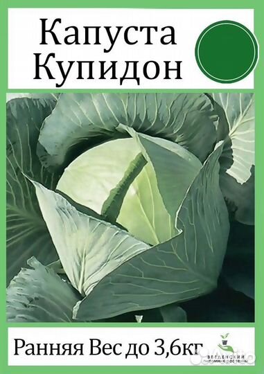 Рассада капусты