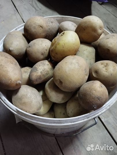 Продам картофель