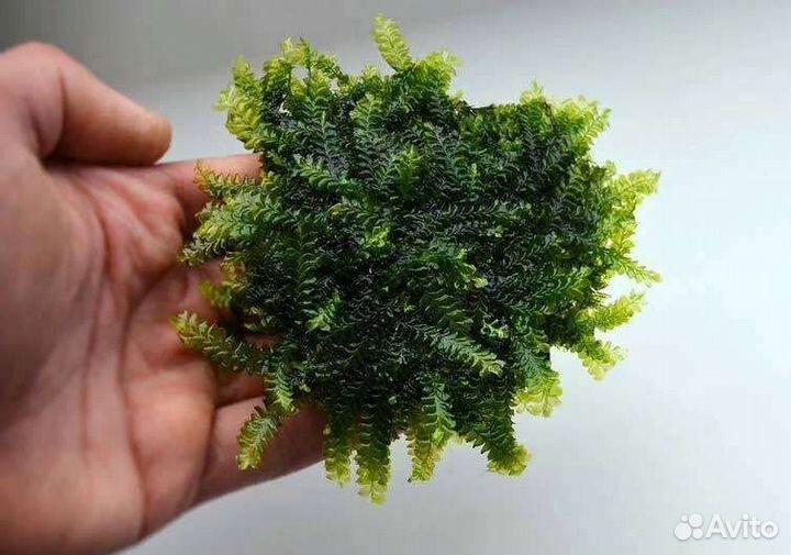 Мох аквариумный