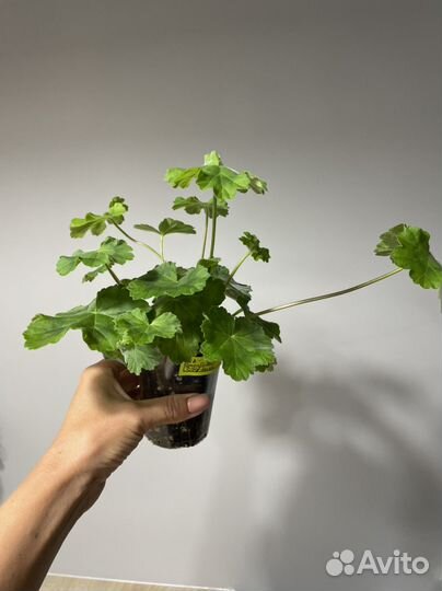 Ив-Столбовая Дворянка Пеларгония герань