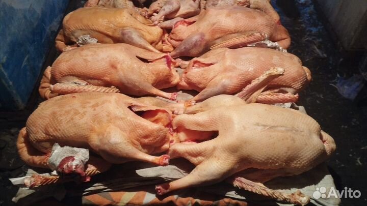 Гусиное мясо