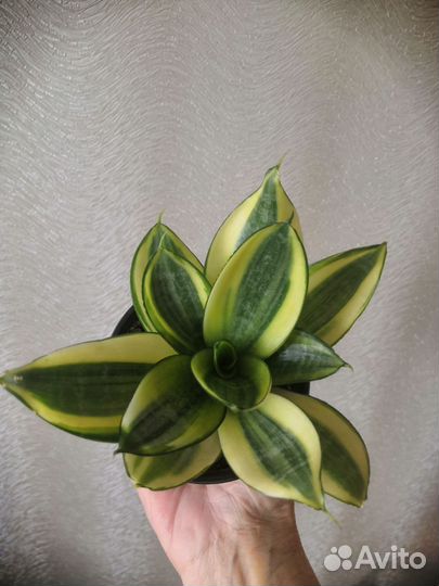 Сансевиерии сортовые