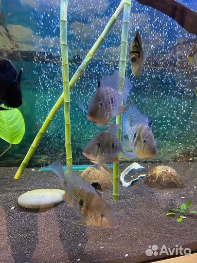 Рыба геофагус акарихтис 6шт 20см