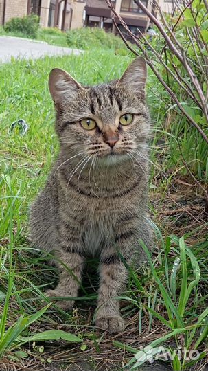 Кошка ищет дом