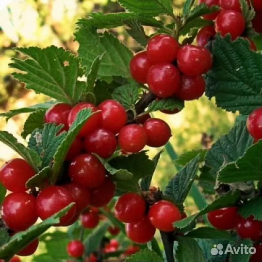 Вишня войлочная огонек