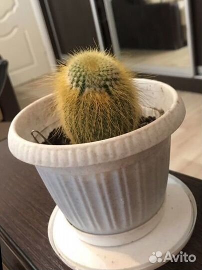 Кактус декоративный