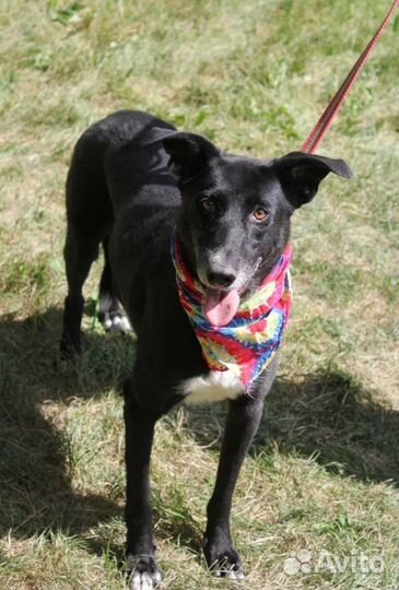 Собака Багира ищет дом