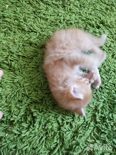 Рыжий котенок в добрые руки