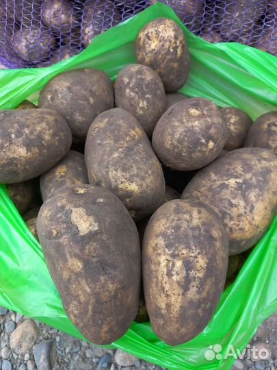 Продам картофель, сорт 