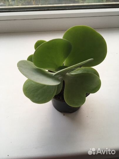 Продам цветы комнатные