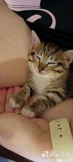 Котёнок в добрые руки мальчик