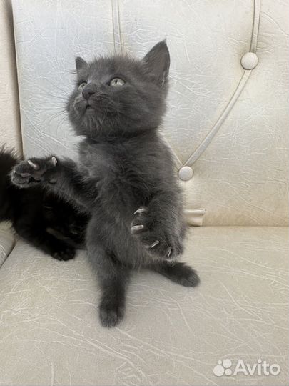 Котенок мальчик 2 месяца