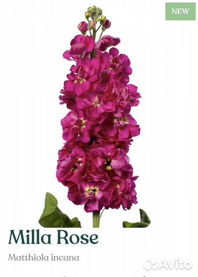 Рассада маттиолы Milla