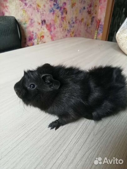 Морские свинки