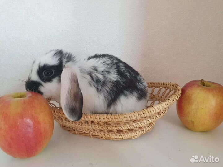 Домашние животные кролики