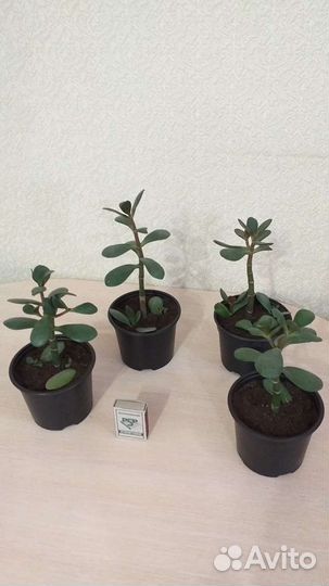 Крассула толстянка денежное дерево