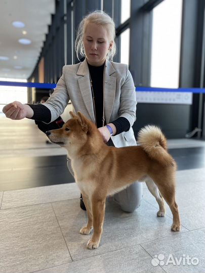 Вязка сиба ину