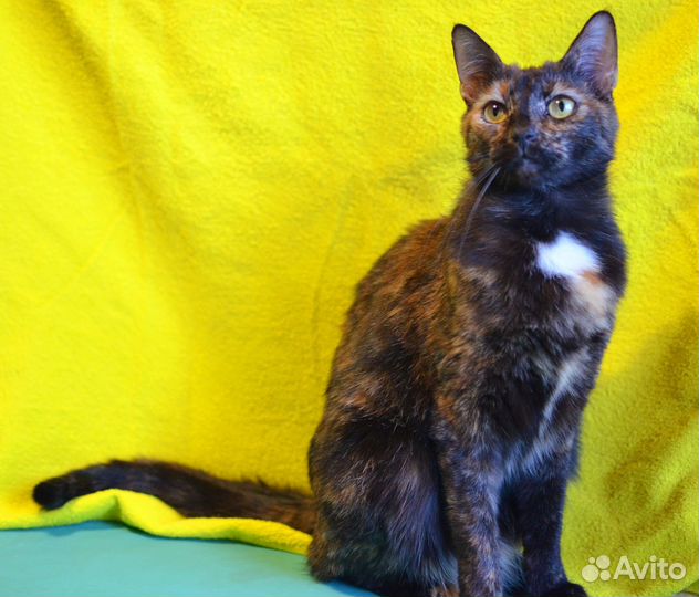 Оригинальные трёхцветные кошки в дар