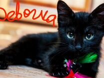 Котята чёрные, рыжие, чёрно-белые от 1,5 месяцев
