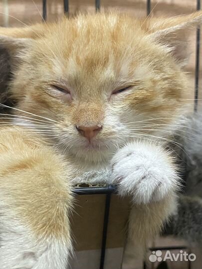 Котенок, мальчик 2,5 месяца ищет дом