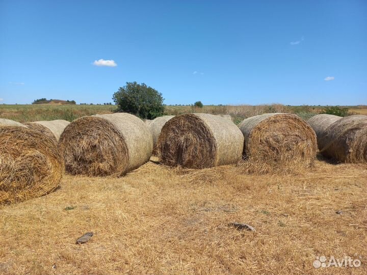 Сено в тюках
