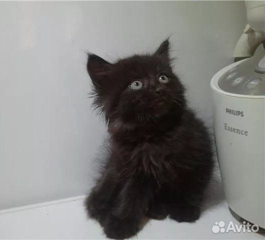 Два черных котенка - брат и сестра, в дар