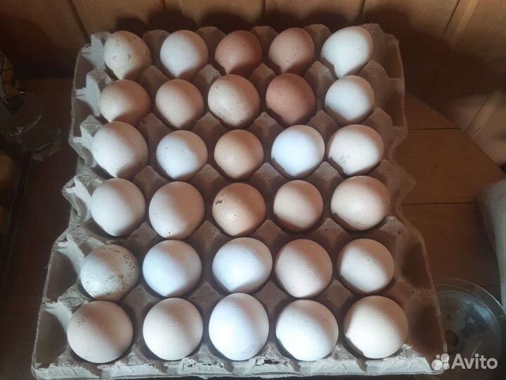 Домашние куриные яйца