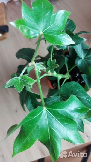 Фатсхедера