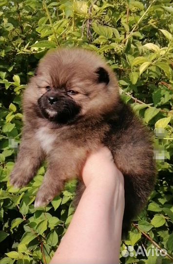 Померанский шпиц