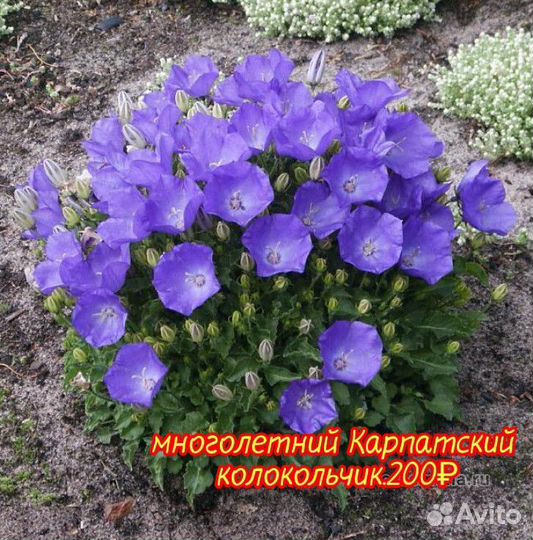 Колокольчик карпатский